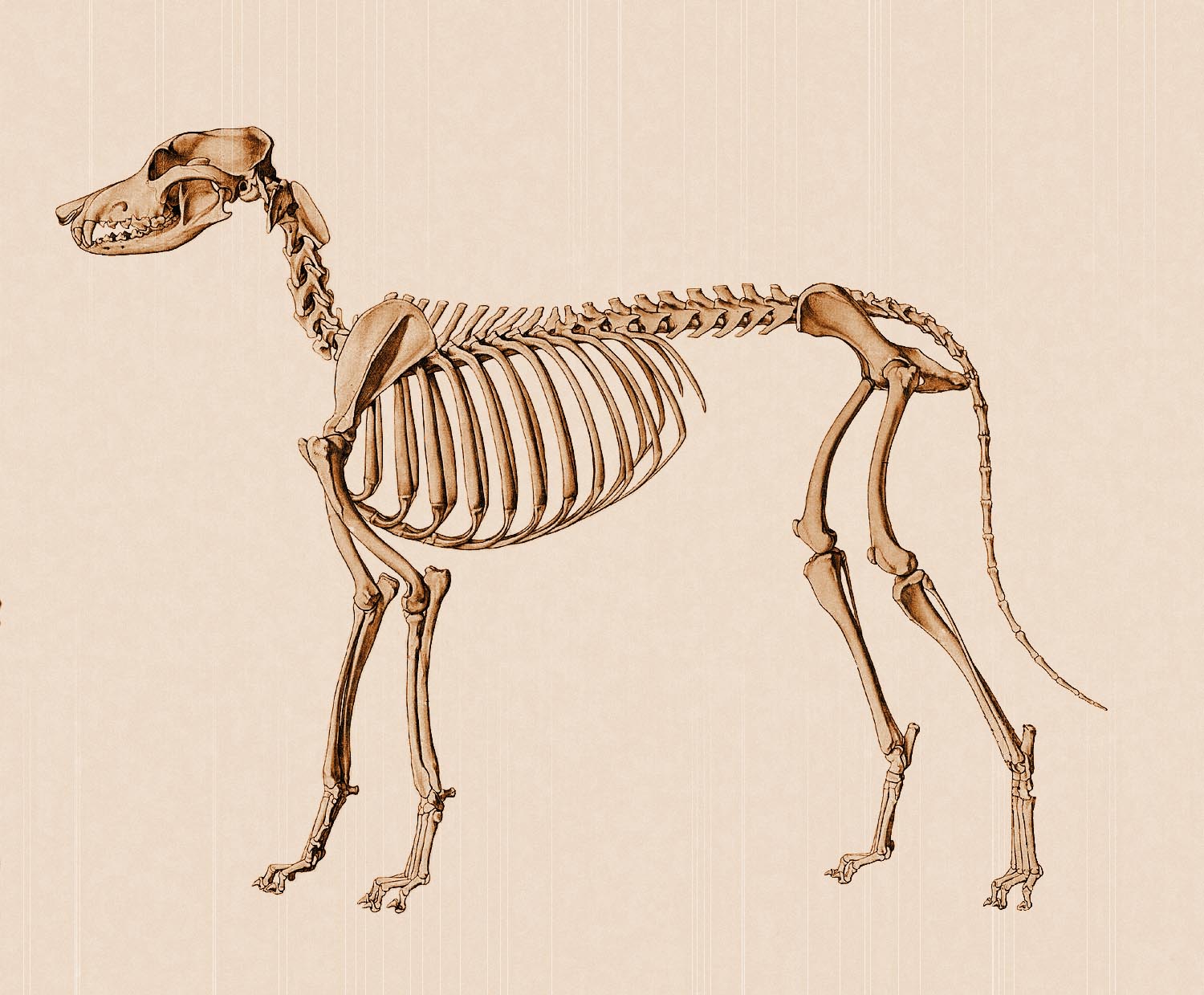 Кости в скелете млекопитающих соединяются между собой. Кости собаки скелет. Скелет CJ,frnb. Скелет млекопитающих скелет собаки. Скелет грудной клетки у млекопитающих собак.